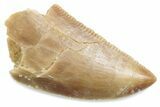 Serrated Raptor Tooth - Real Dinosaur Tooth #376522-1